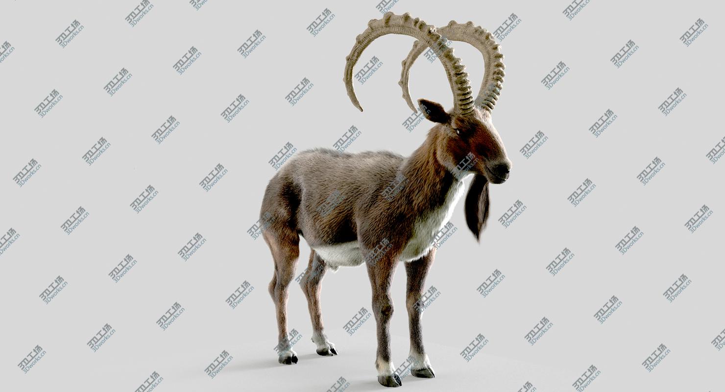 images/goods_img/202105074/3D Wild Goat (Alpine Ibex) model/5.jpg